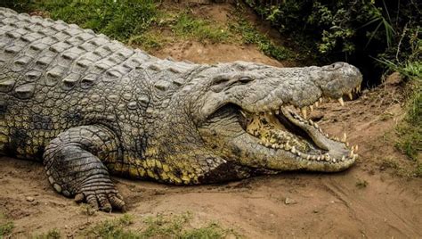 8 Oldest Crocodiles in The World | Oldest.org