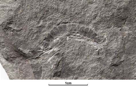 World’s Oldest Bug is Fossil Millipede from Scotland | Jackson School ...