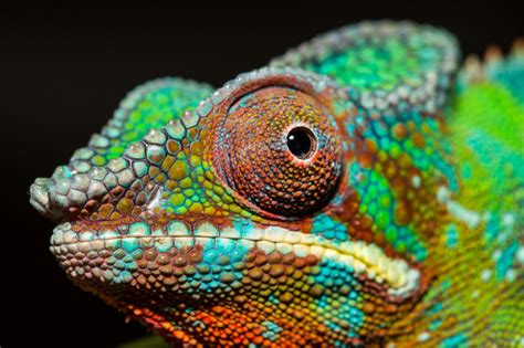 How do chameleons camouflage themselves? - guernseydonkey.com