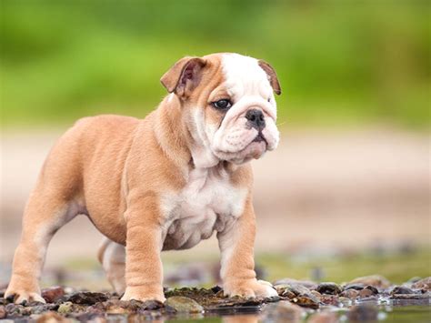 Cute Bulldog Wallpaper - WallpaperSafari