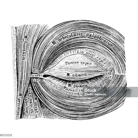 The Eye Muscles Stock Illustration - Download Image Now - 19th Century ...