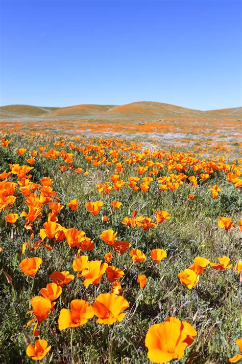 Poppy Fields - Salty Canary