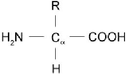 General structure of α -amino acid | Download Scientific Diagram