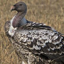 About Vultures - Vulture Species | Vulture Conservancy