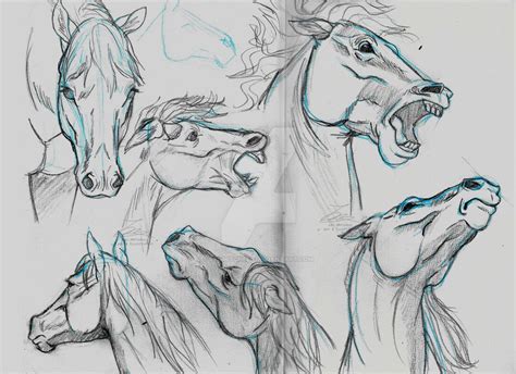 Horse Head Studies by LeoMitchell on DeviantArt