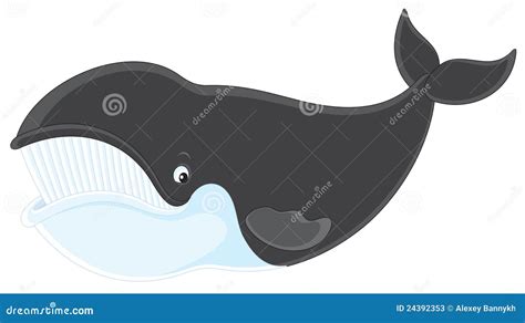 Bowhead whale stock vector. Illustration of natural, right - 24392353