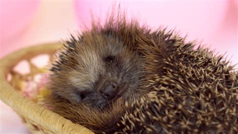 59 Hedgehog breeding Stock Video Footage - 4K and HD Video Clips | Shutterstock