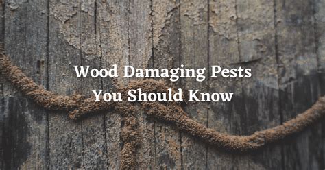 Wood Damaging Insects In South Carolina You Should Know