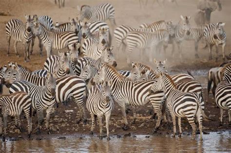 The Great Zebra Migration Across the Kalahari | Zicasso