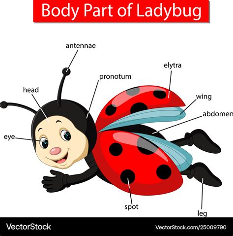 ️Ladybug Anatomy Worksheet Free Download| Gmbar.co