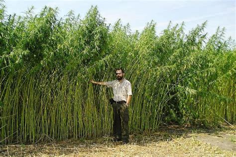 Growing Hemp for Fiber Production – Texas Hemp Growers Association