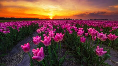 Download Pink Flower Sun Sunset Sky Flower Nature Tulip HD Wallpaper