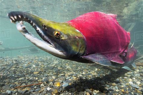 Sockeye Salmon (Saskatchewan Fish) · iNaturalist