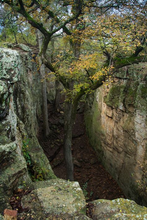 A Tree Falling: Lake Mineral Wells: Part I