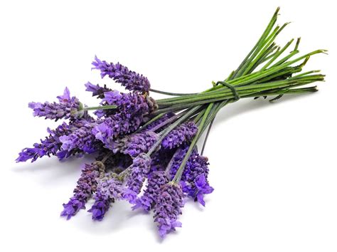 Lavender: Aromactic Herb Comes Out of the Closet | NaturalHealingOmaha ...