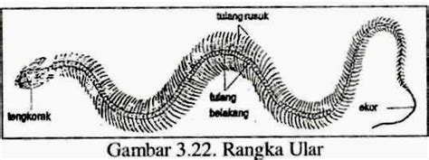 Gambar Anggun Smanlee Sistem Rangka Hewan Penutup Tubuh Reptil Bermacam Macam di Rebanas - Rebanas