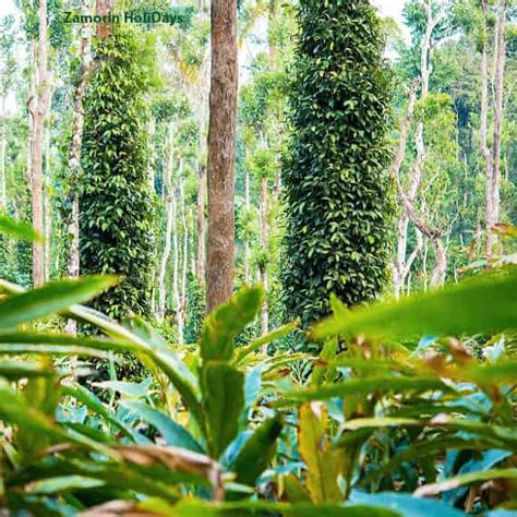 Periyar Spice Garden Tour- Best Spice Plantation In Thekkady