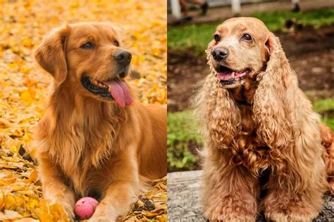 Cocker Spaniel vs Golden Retriever: Similarities & Differences ...