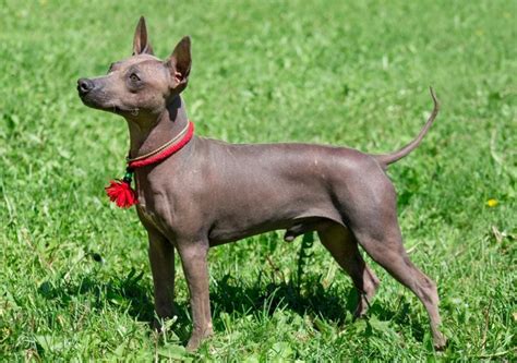 5 Best Hairless Dog Breeds: Fur-Free Four-Footers!