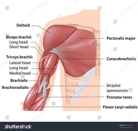 Muskler i armens anatomi, merket diagram. Arkivillustrasjon 147941741 | Shutterstock