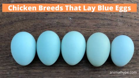 7 Chicken Breeds That Lay Blue Eggs - Animal Hype