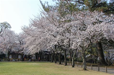 Cherry Blossom Reports 2016 - Kumamoto: Approaching Full Bloom