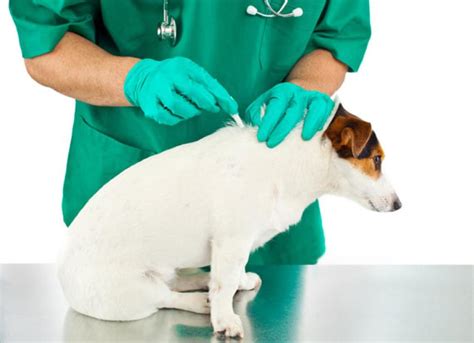 How To Spot And Treat Fleas On A Dog