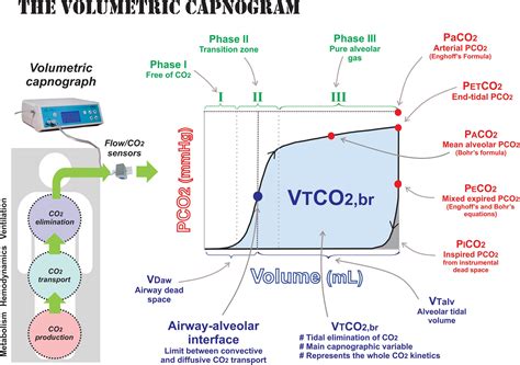 Frontiers | Monitoring Expired CO2 Kinetics to Individualize Lung-Protective Ventilation in ...