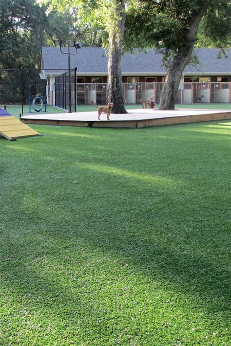 This pet facility is so much easier to maintain since the installation of K9Grass synthetic turf ...