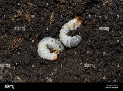 Larvae of the June bug Phyllophaga sp in a decomposing dead tree Stock ...