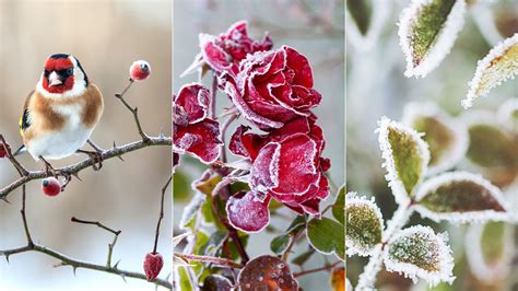 How to winterize roses: so they bloom every year | Homes & Gardens