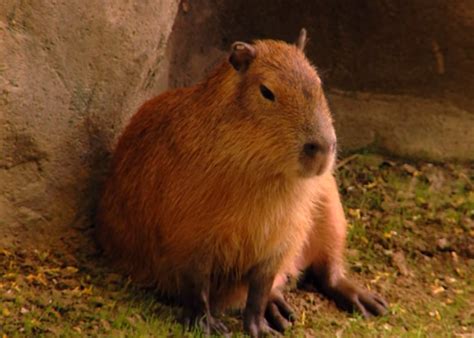 See this video of the capybara, the world’s largest rodent (VIDEO).