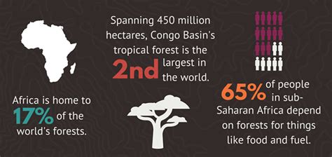 Get the Scoop on Deforestation in Africa | African Wildlife Foundation