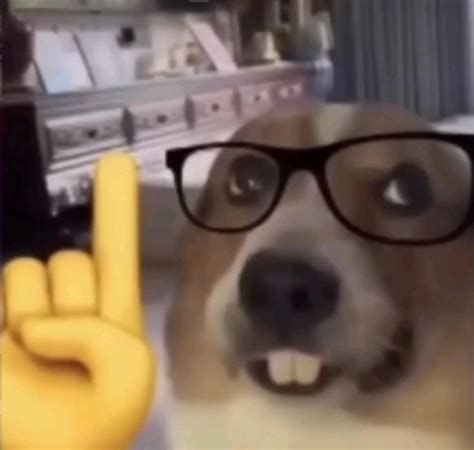 🤓🤓🤓🤓🤓 em 2023 | Meme de cachorro, Fotos de animais engraçados, Imagens ...