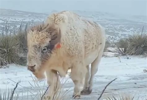 WATCH: Rare White Wyoming Bison