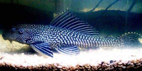 Common Pleco (Plecostomus): Care, Size, Lifespan, breeding, & More