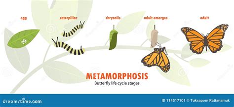 Butterfly Life Cycle Metamorphosis Stock Illustrations – 190 Butterfly Life Cycle Metamorphosis ...