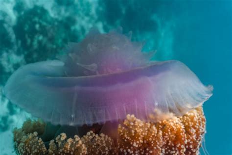 80+ Crown Jellyfish Photos Stock Photos, Pictures & Royalty-Free Images - iStock