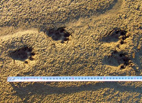 Otter tracks in mud stock image. Image of coyote, dirty - 42673881