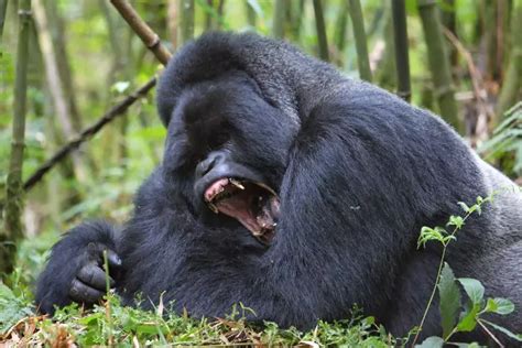 How strong are gorillas? | Gorilla Trekking Safaris in Uganda