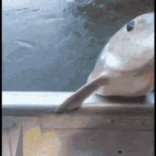 Fish Punch Face GIF - Fish Punch Face Slap - Discover & Share GIFs