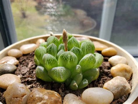 Haworthia Cooperi Succulent Complete Care Guide (2022)