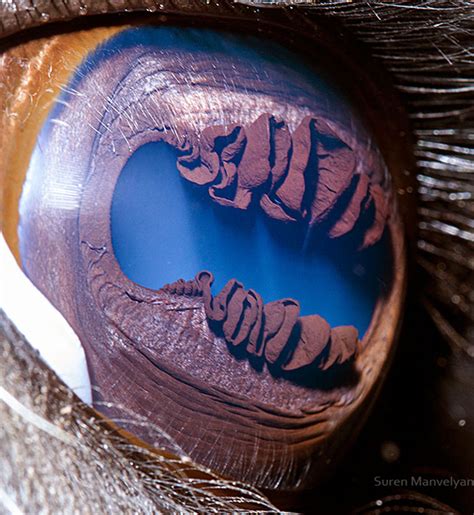 Armenian Photographer Captures Just How Unique Animal Eyes Are (30 Pics ...