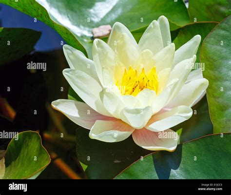 Pink water lily Stock Photo - Alamy