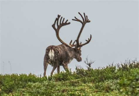 Cannundrums: Porcupine Caribou - Denali NP, Alaska