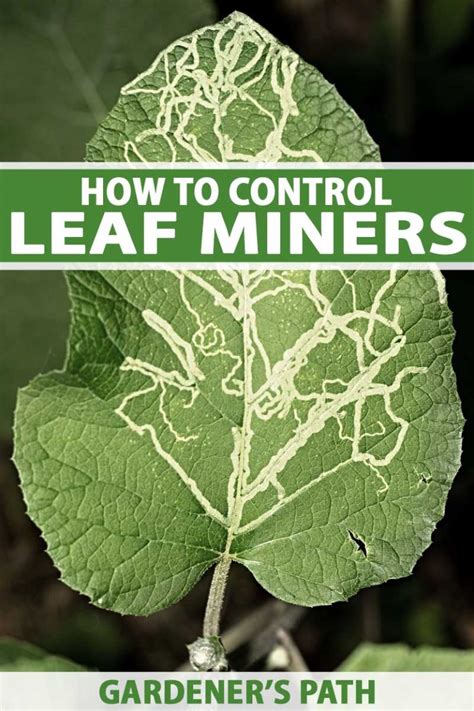 How to Identify and Control Leaf Miners | Gardener’s Path