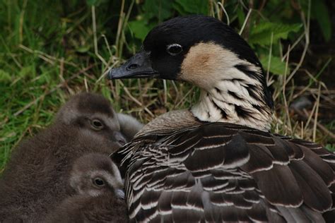 40 Fascinating Facts About the Hawaiian Goose (a.k.a. Nene Goose)