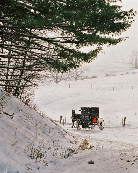 Amish Buggy