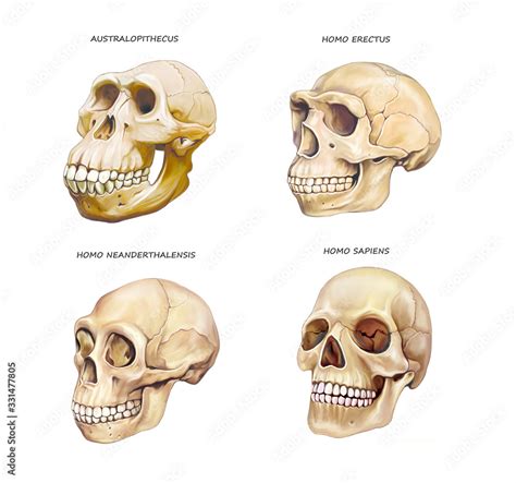 human skull evolution Stock Illustration | Adobe Stock