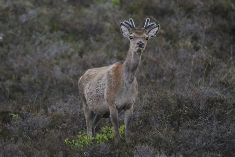 red deer | Red Deer, Scotland | Jürgen Gschwender | Flickr